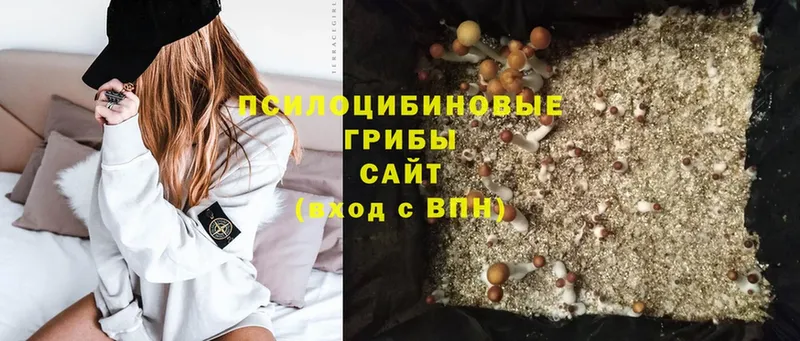 Галлюциногенные грибы MAGIC MUSHROOMS  где купить   Нахабино 